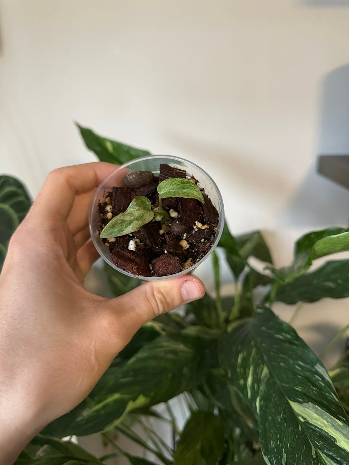 Monstera frozen freckles, Huis en Inrichting, Kamerplanten, Ophalen