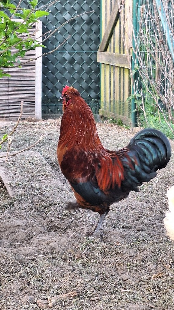 Haan, Dieren en Toebehoren, Pluimvee, Kip, Mannelijk