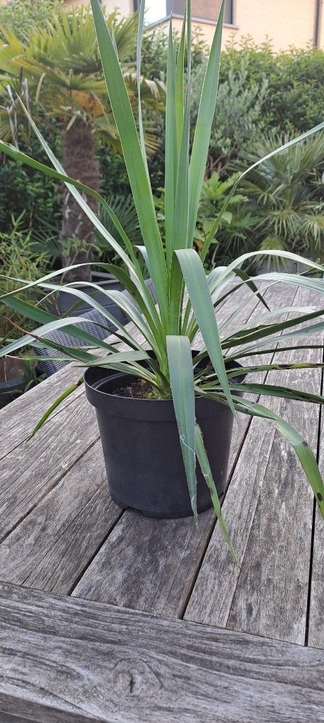 winterharde yucca, Tuin en Terras, Planten | Tuinplanten, Volle zon, Vaste plant, Zomer, Ophalen