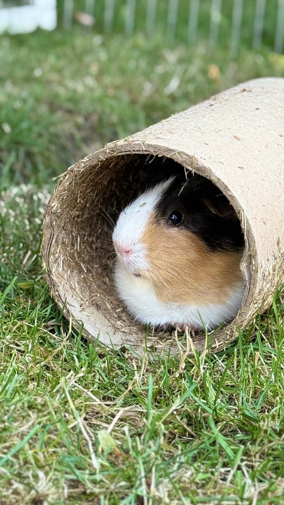 Gratis cavia met hok, Août, Domestique, Cobaye, Femelle