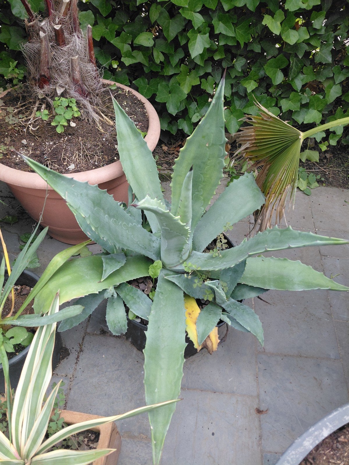 Agave Americana, Jardin & Terrasse, Enlèvement