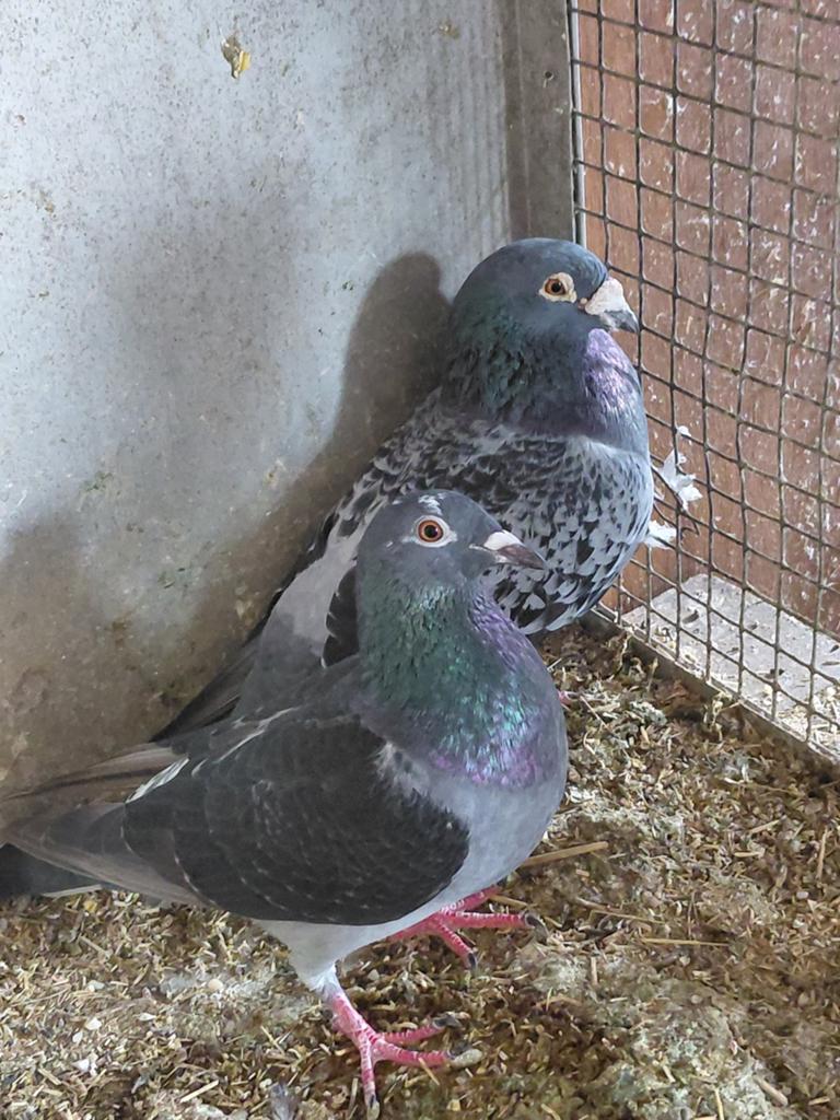 Koppel duiven, Dieren en Toebehoren, Vogels | Duiven