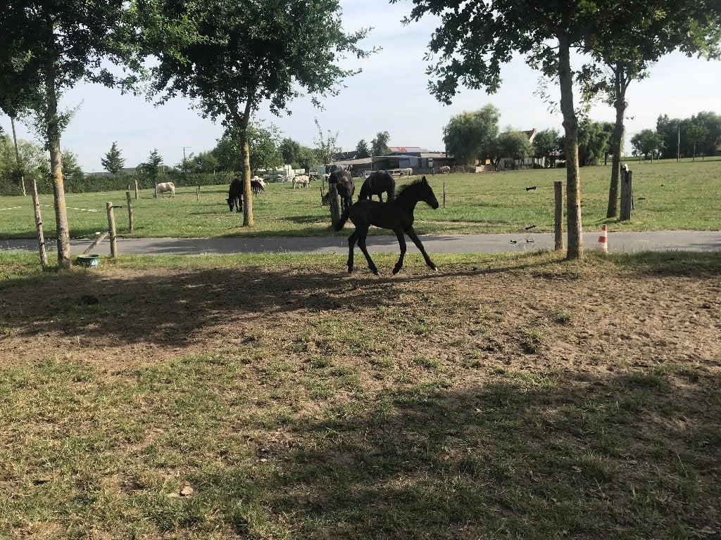 Fries veulen, Dieren en Toebehoren, Paarden, Meerdere dieren