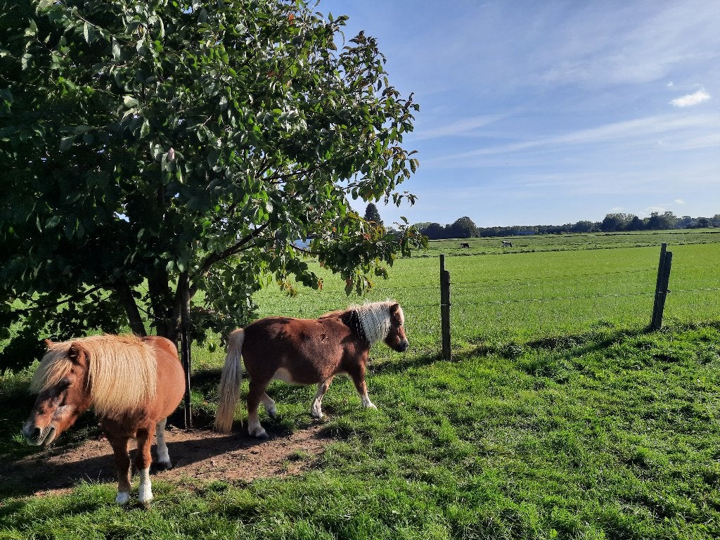 Couples de poneys, 11 ans ou plus, Débourré, Poney de récréation, Vermifugé