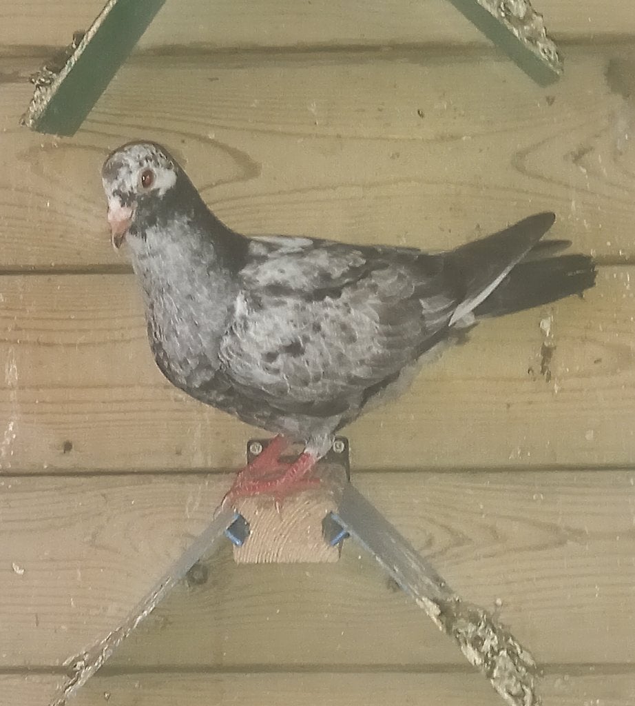 Jonge kleurpostduif, Geslacht onbekend, Postduif