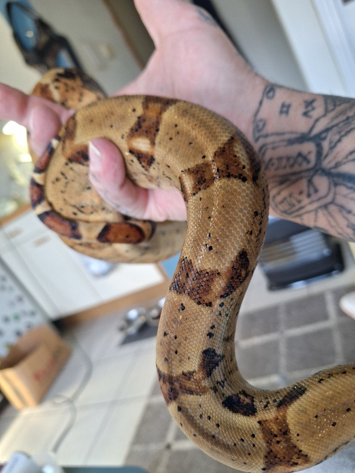 Poss super hypo het albino paradox, Dieren en Toebehoren