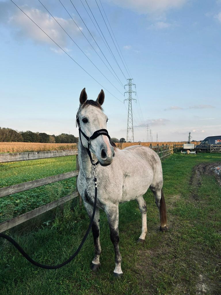 BWP merrie, Animaux & Accessoires, Chevaux, Jument, Débourré