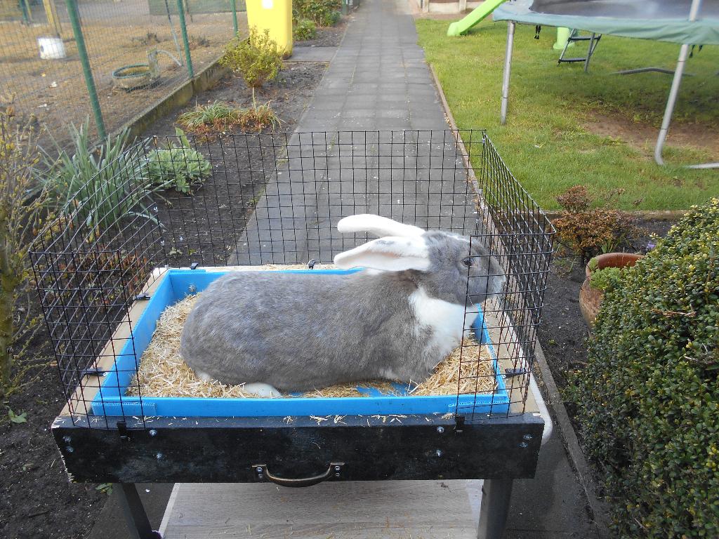 duitse reus, Dieren en Toebehoren, Vrouwelijk, Groot, 0 tot 2 jaar