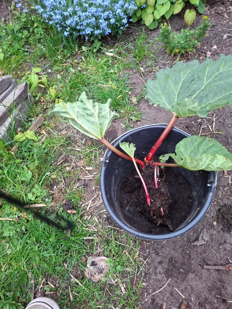 Rabarberplanten, Ophalen, Vaste plant, Fruitplanten