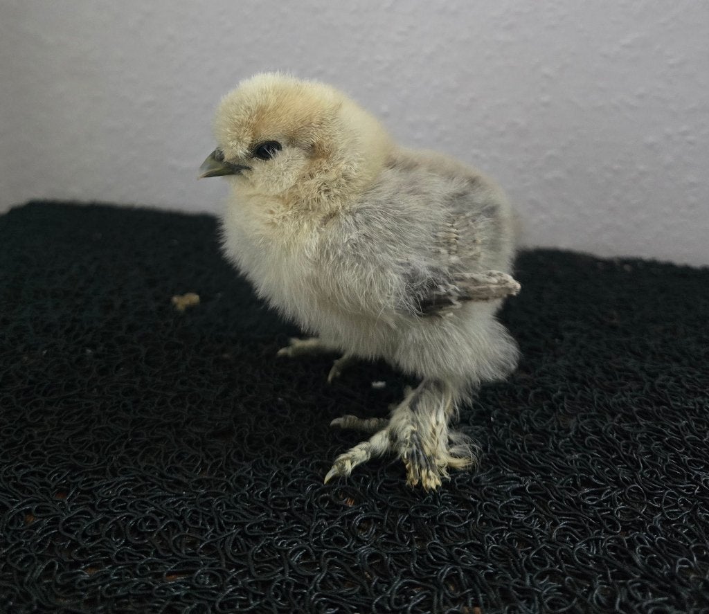 USA zijdehoender kuikens  4 + 1 gratis, Animaux & Accessoires, Volatiles, Poule ou poulet, Sexe inconnu