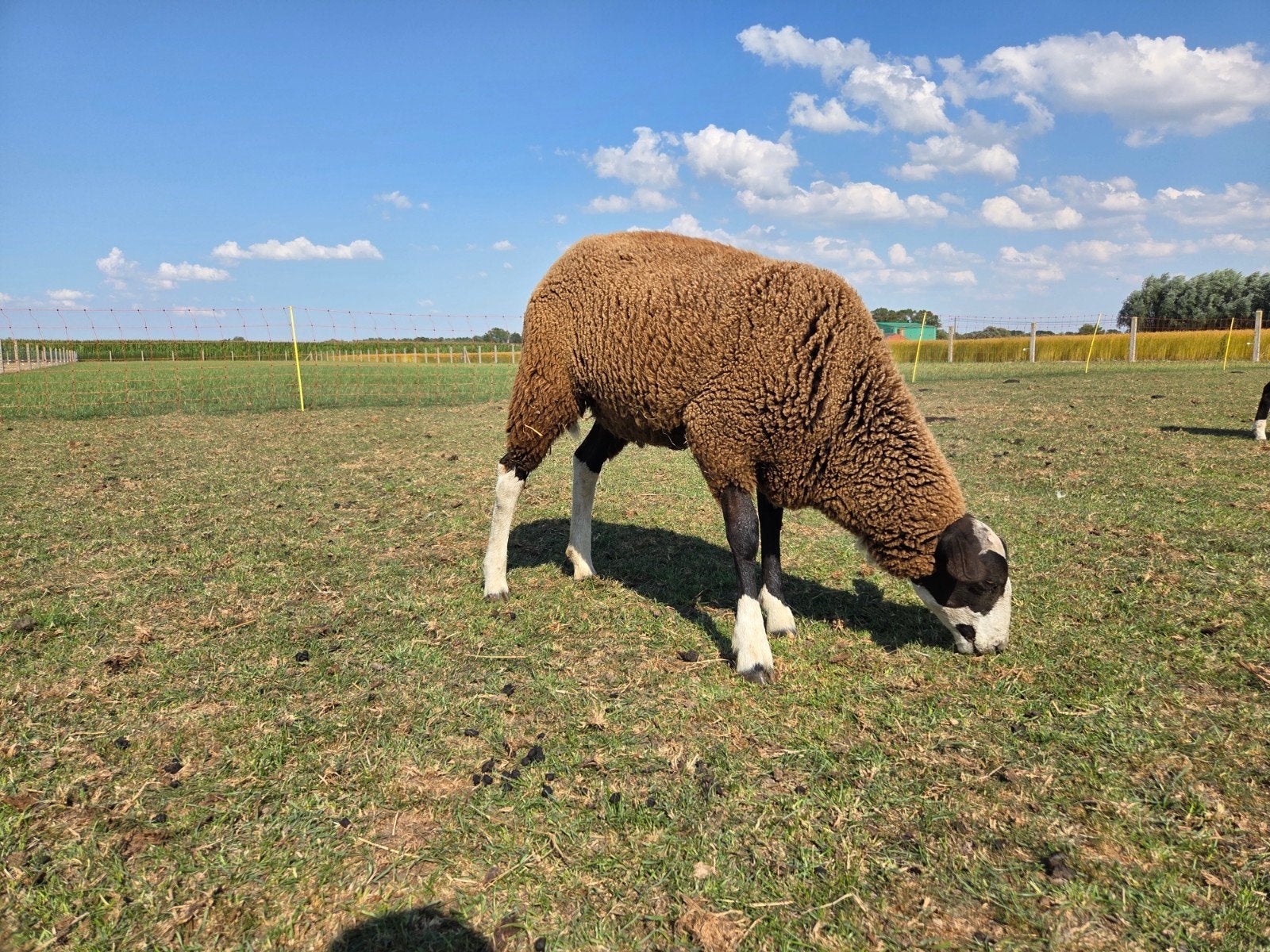 Lammeren zwartbles schaap, Plusieurs animaux, Mouton, 0 à 2 ans