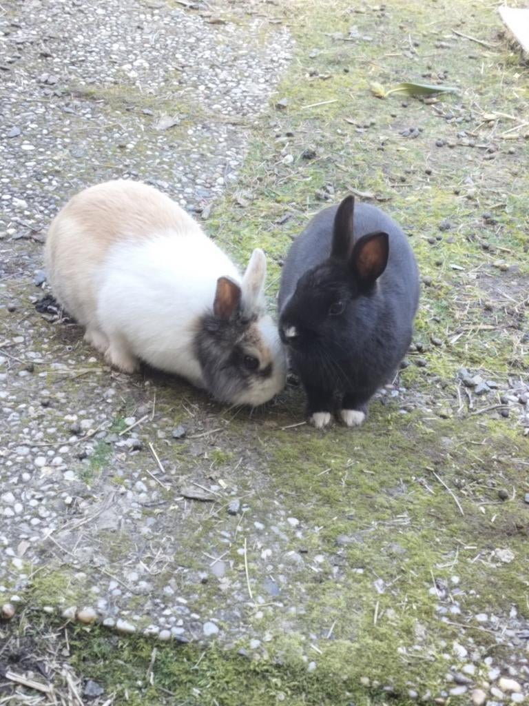 Dwergkonijntjes, Dieren en Toebehoren, Konijnen, Vrouwelijk, Klein, 0 tot 2 jaar