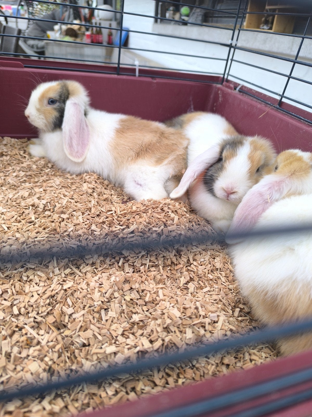 4 Nederlandse dwerghangoor konijntjes, Dieren en Toebehoren, Konijnen