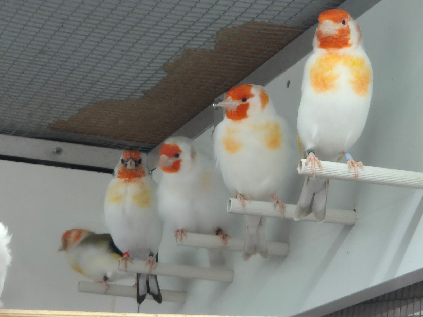 Major putters, Dieren en Toebehoren, Meerdere dieren, Wildzangvogel, Geringd
