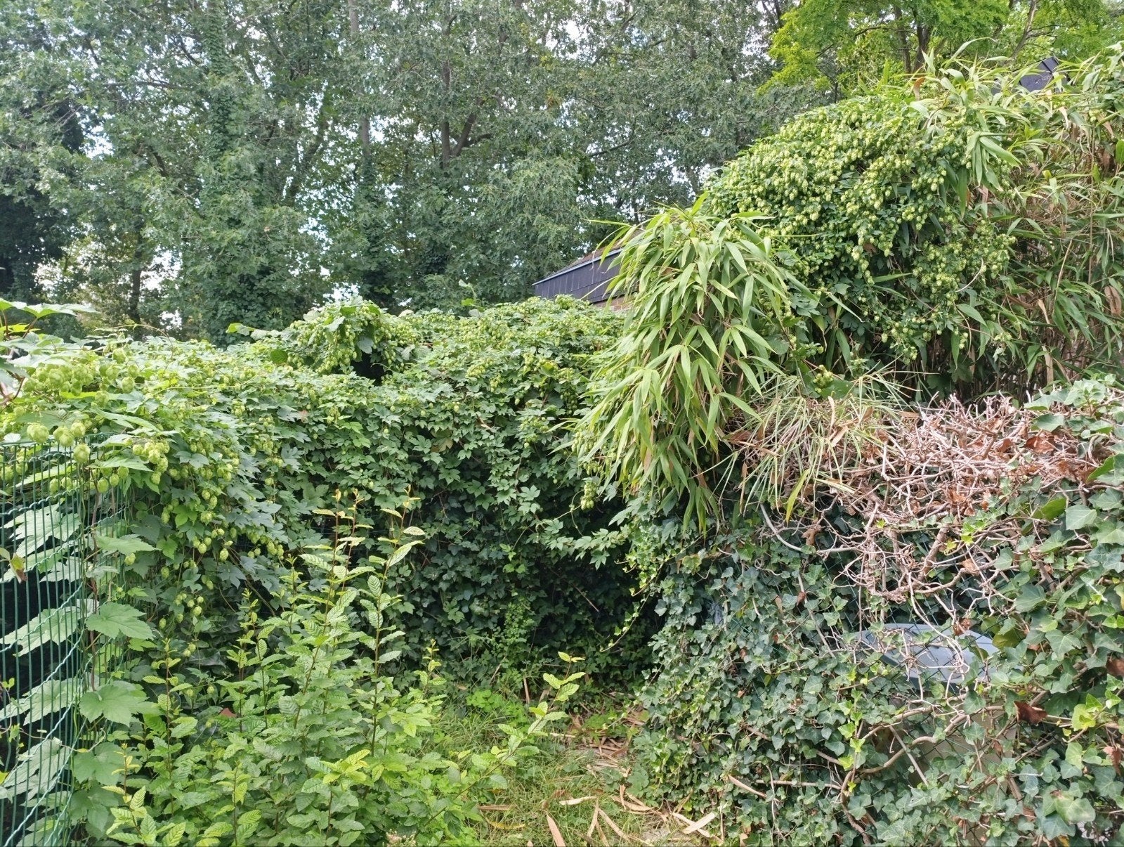 hop, Tuin en Terras, Ophalen