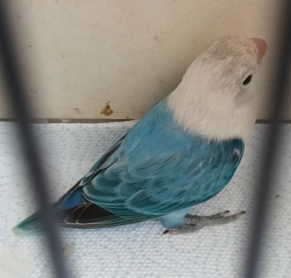 Vogels, Dieren en Toebehoren, Meerdere dieren, Dwergpapegaai of Agapornis, Geringd