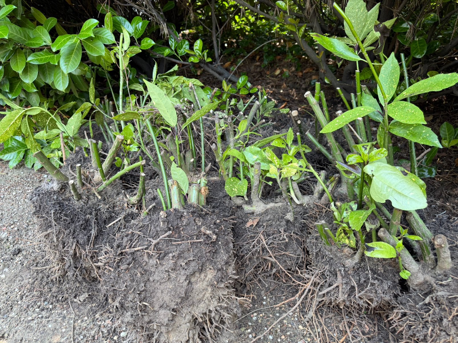 Acuba japonica- broodboom, Enlèvement