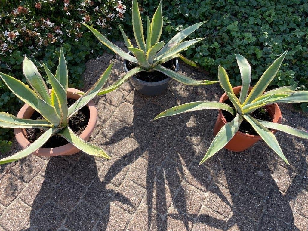 3 mooie agave Americana aan spotprijs!, Tuin en Terras, Volle zon, Vaste plant, Bloeit niet, Ophalen
