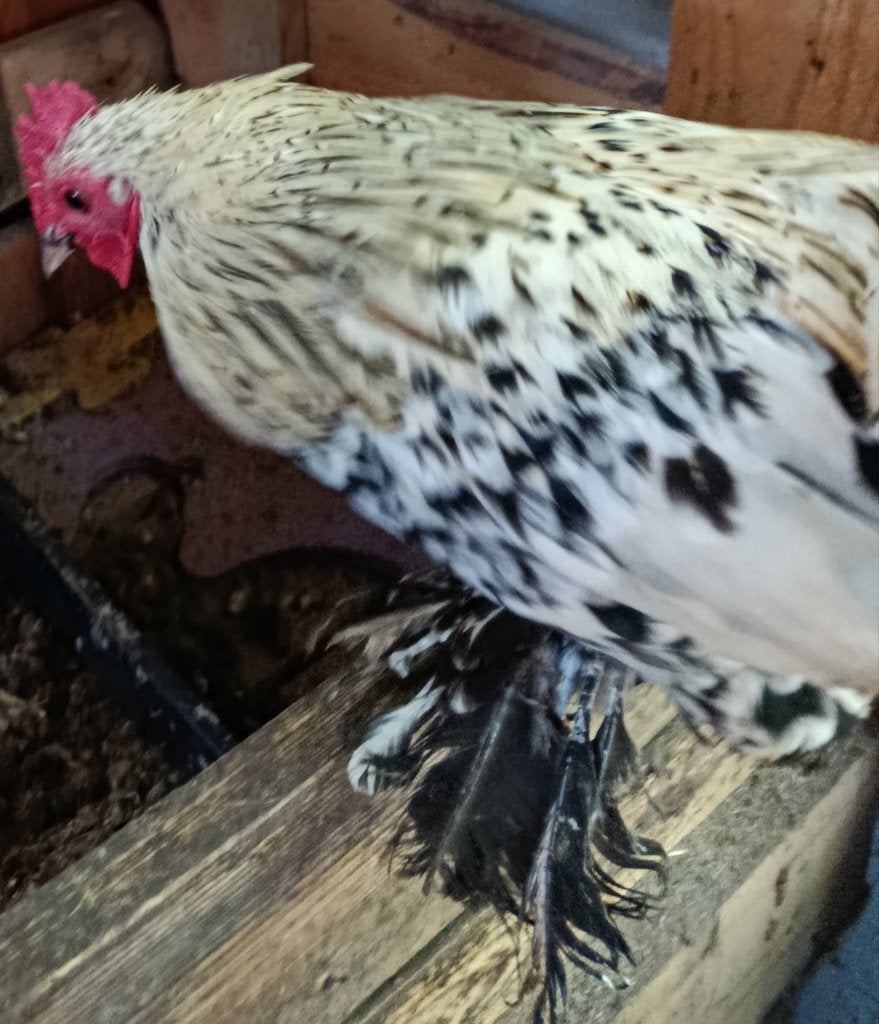 Sabelpootkriel witte haan, Mâle, Poule ou poulet