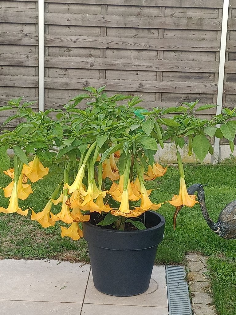 Trompetplant, Volle zon, Vaste plant, Zomer, Ophalen