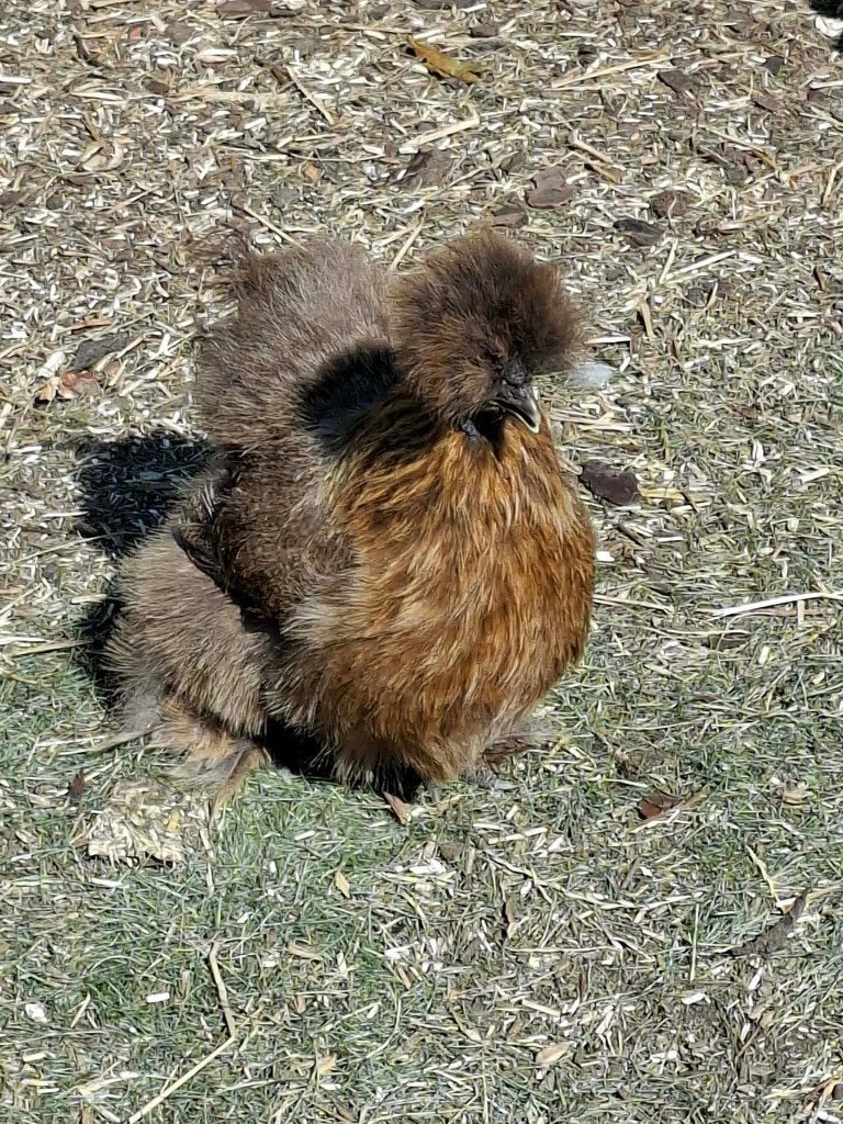 Zijdehoen + hokken te koop, Dieren en Toebehoren, Pluimvee, Meerdere dieren, Kip