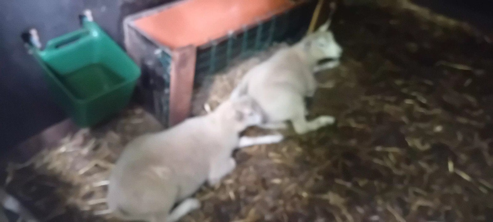 Lam, Dieren en Toebehoren, Schapen, Geiten en Varkens