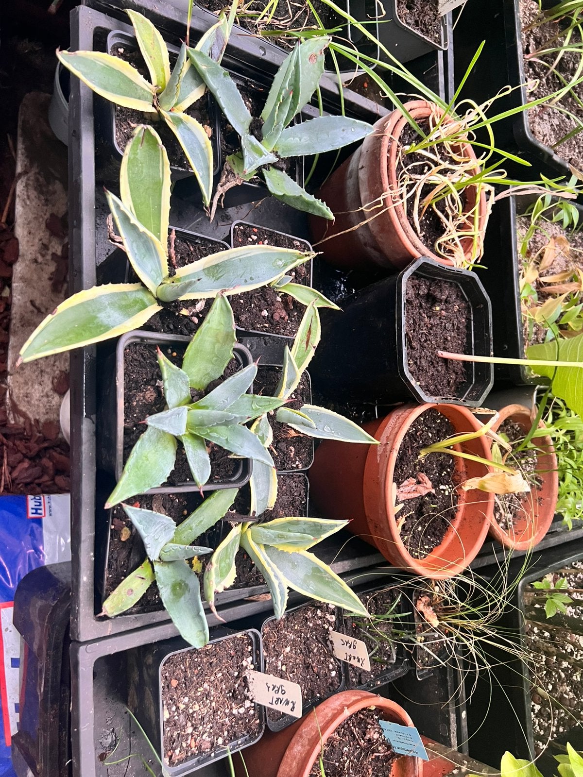 Agave americana, Tuin en Terras, Ophalen
