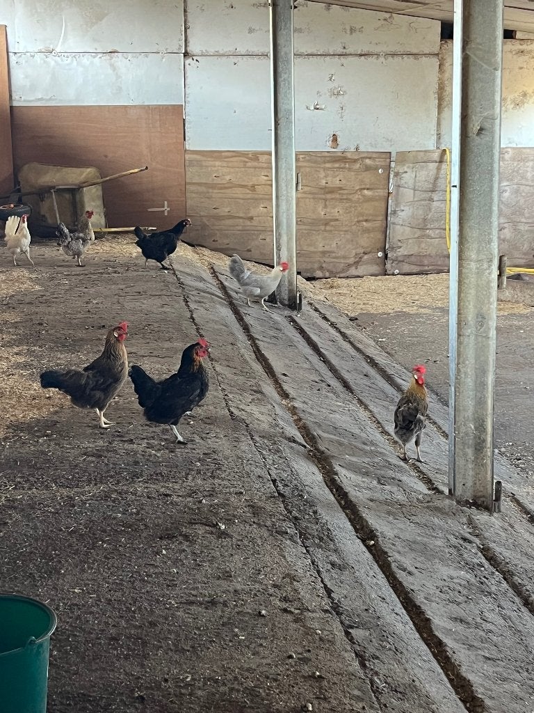 Kippen, Dieren en Toebehoren, Pluimvee, Meerdere dieren, Kip