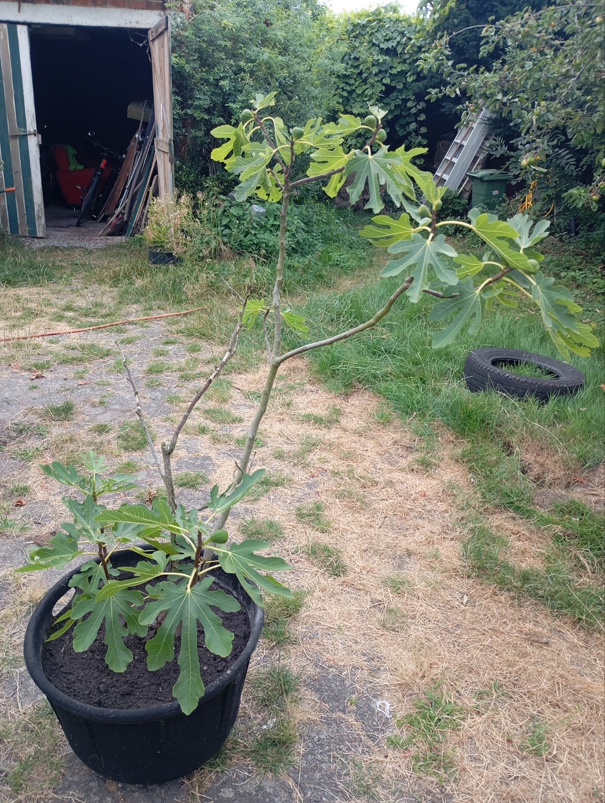 Vijgen plant boom, Ophalen, In pot