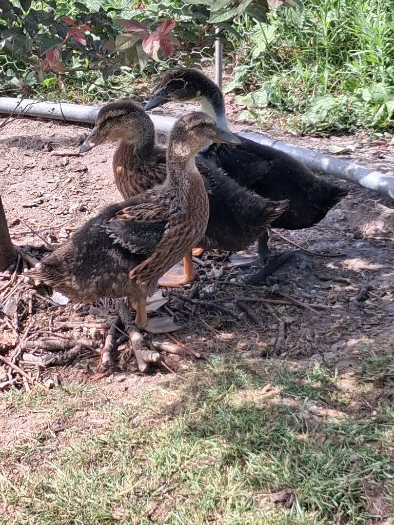 rouen eenden, Dieren en Toebehoren, Pluimvee, Meerdere dieren, Eend