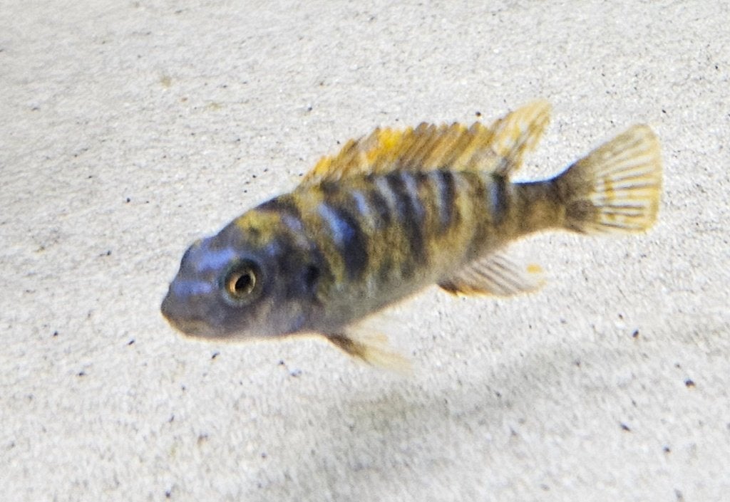 Labeotropheus trewavasae sur des cichlidés du Malawi, Poisson, Poisson d'eau douce