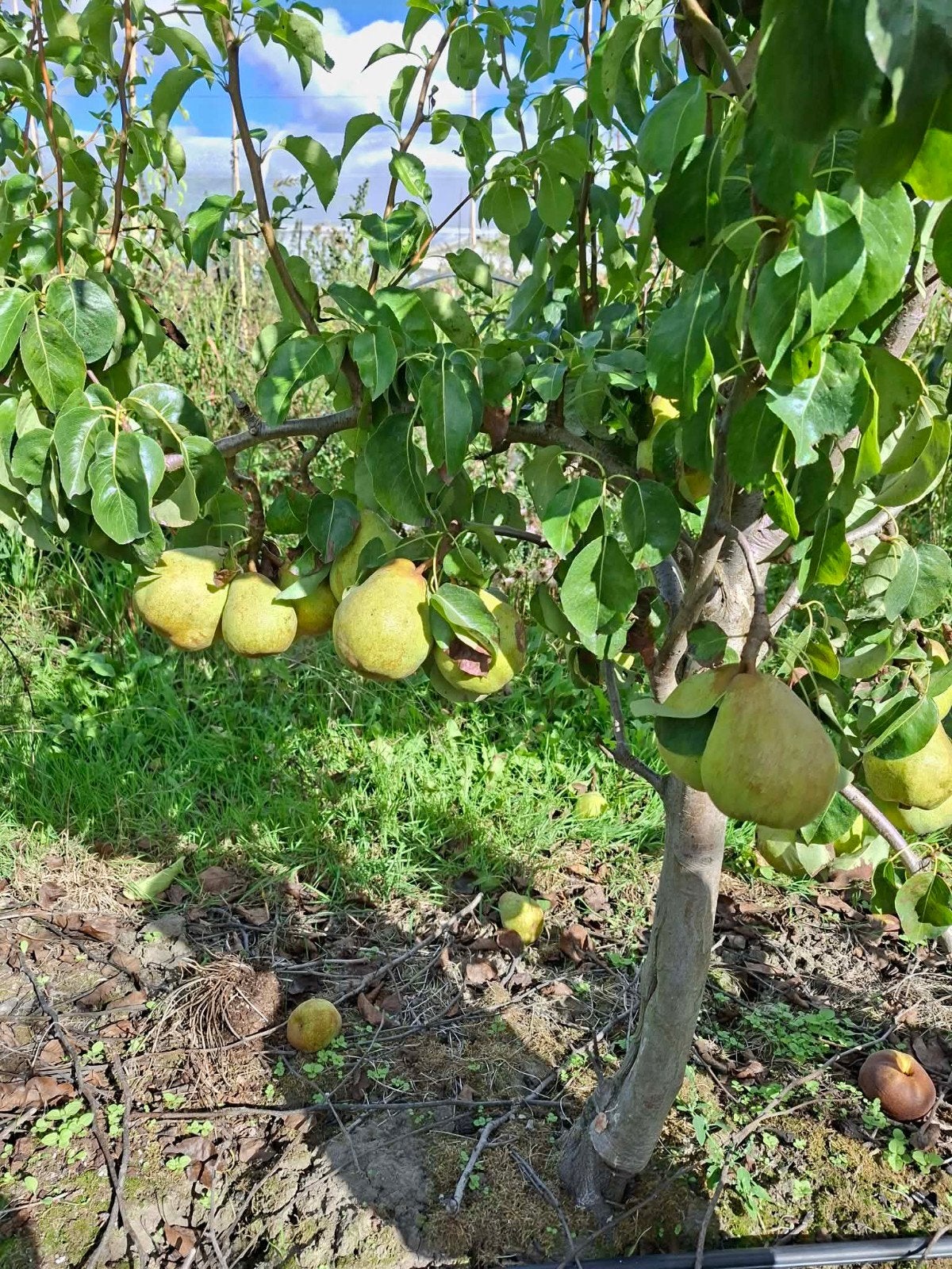 jona gold appels en doyenne peren, Divers, Produits alimentaires, Enlèvement