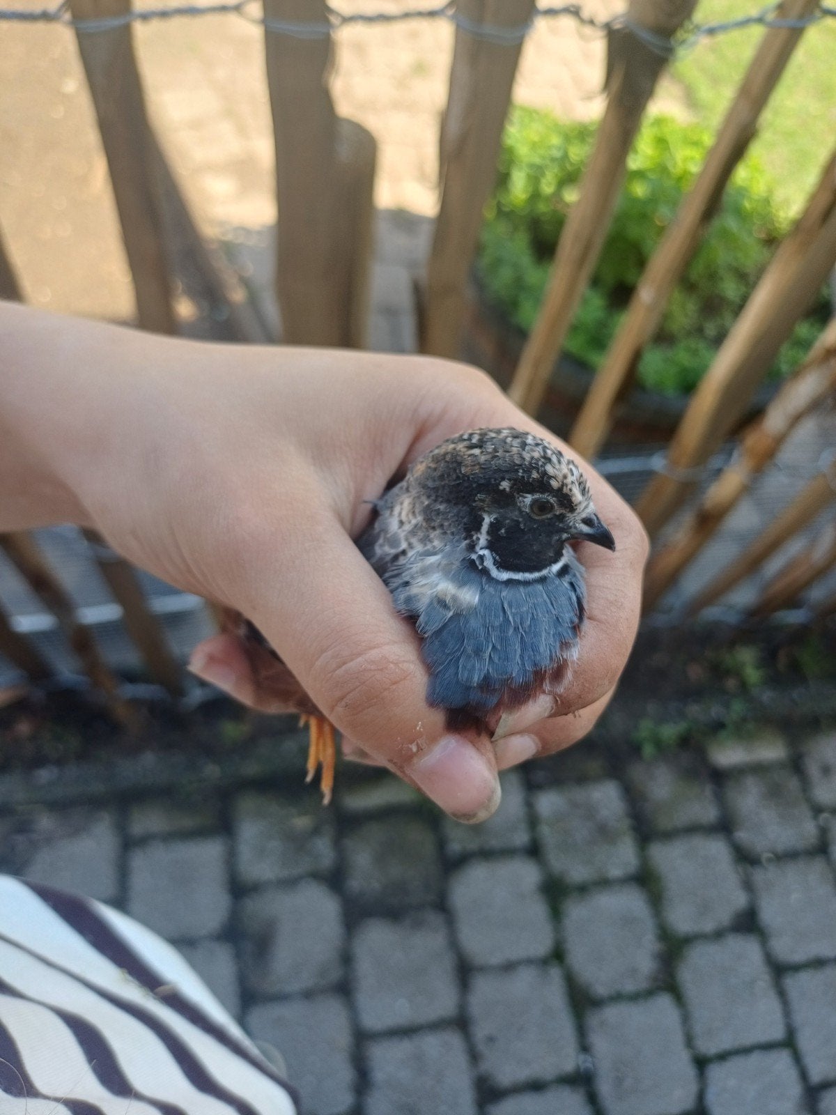 Kwartel haantje