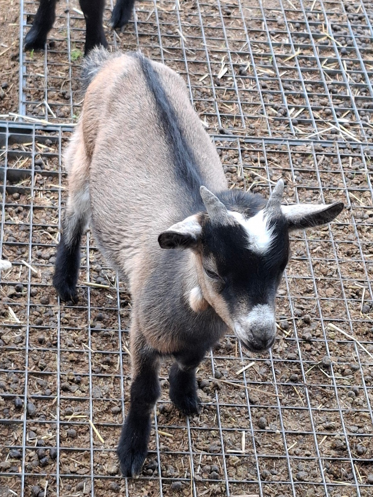 chèvres et bouc, Animaux & Accessoires