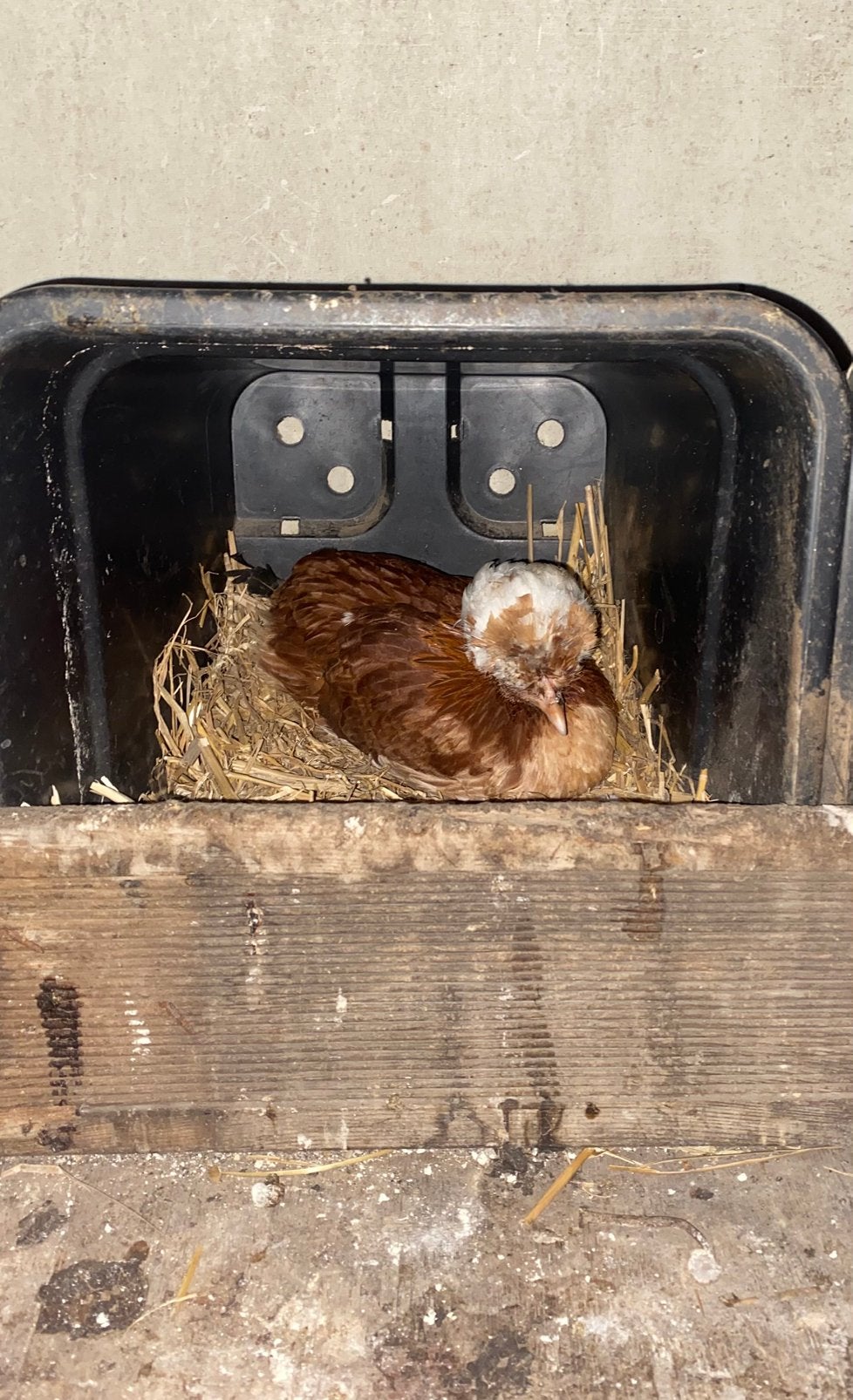 Hollandse kuifhoen jonge hen, Kip