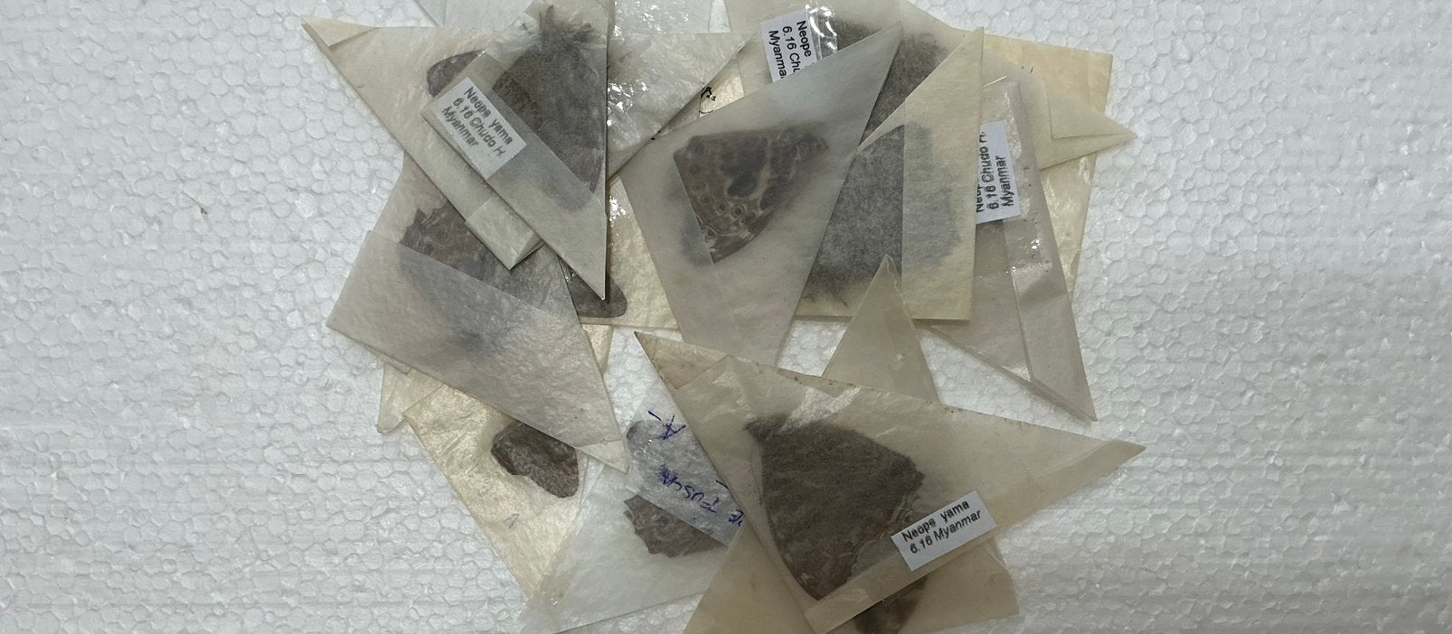 15 vlinders in papillot voor 6 € samen, Ophalen, Gebruikt, Opgezet dier