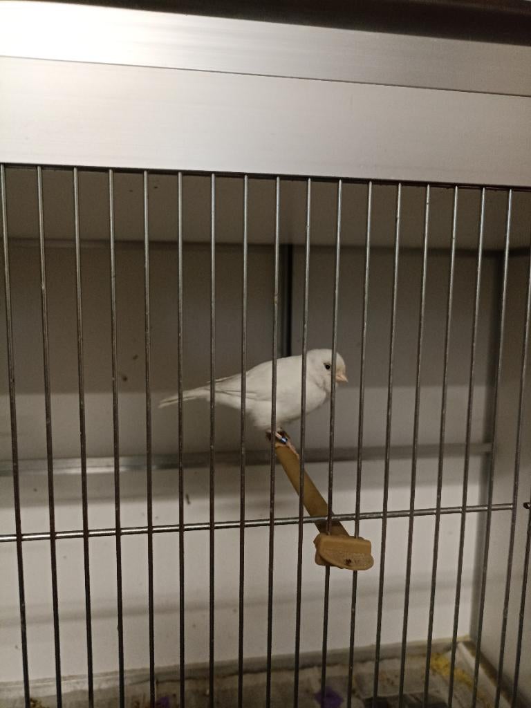 Witte kanarie pop, Dieren en Toebehoren, Vogels | Kanaries, Vrouwelijk
