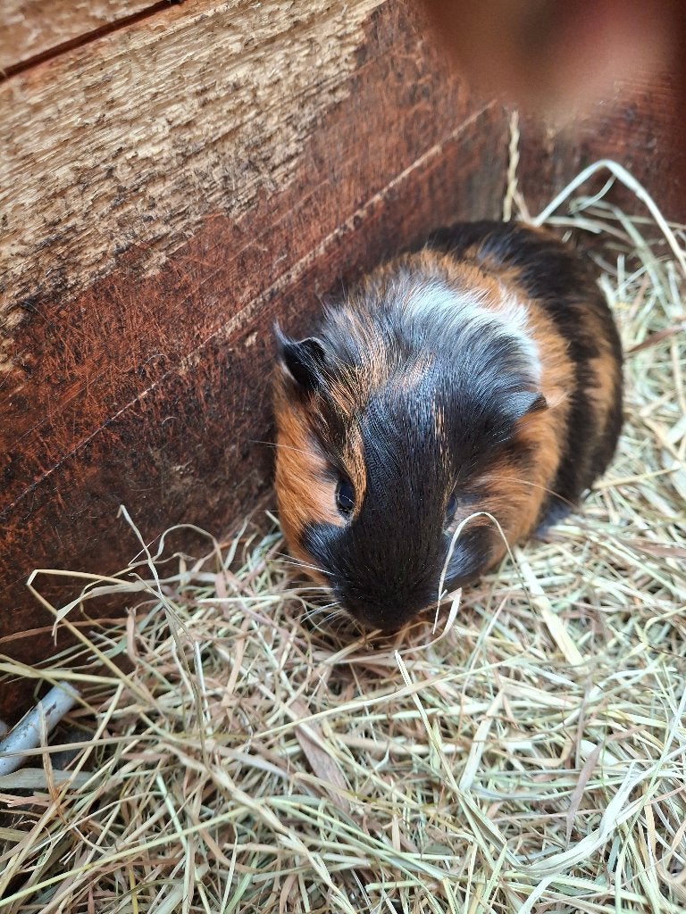 cavia's: langharig, krulharig en kortharig, Dieren en Toebehoren, Mei, Meerdere dieren, Cavia