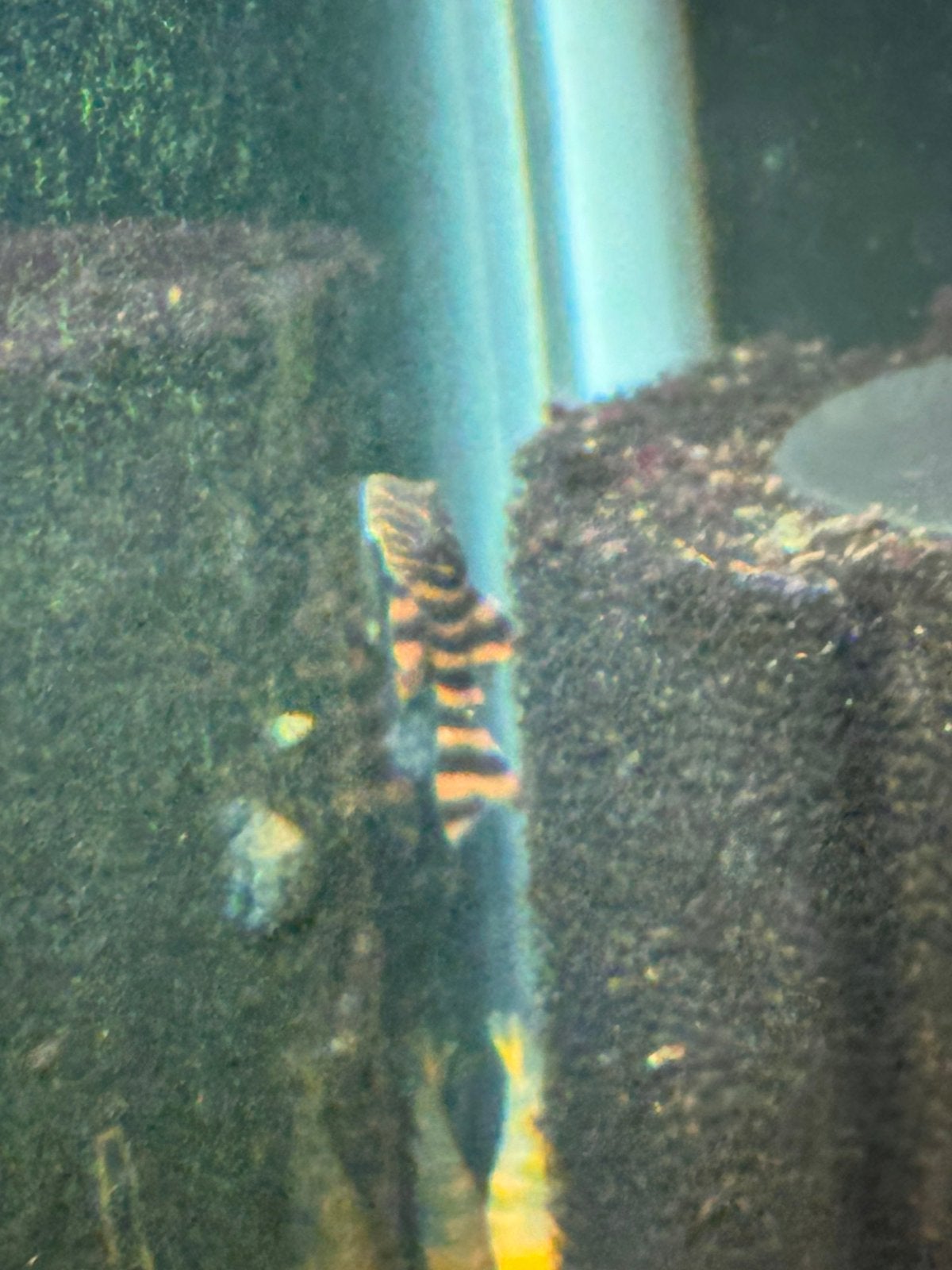 L397 3-4cm