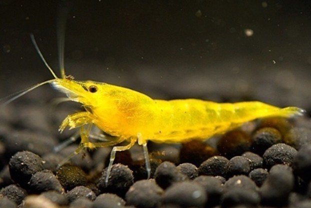 Gele Yellow Fire garnalen, Ophalen