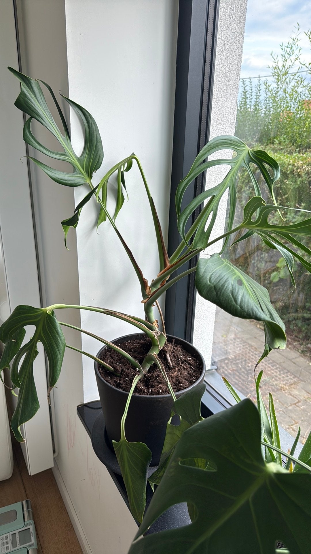 Monstera burle marx, Maison & Meubles, Plantes d'intérieur, Autres espèces, En pot, Plein soleil, Enlèvement