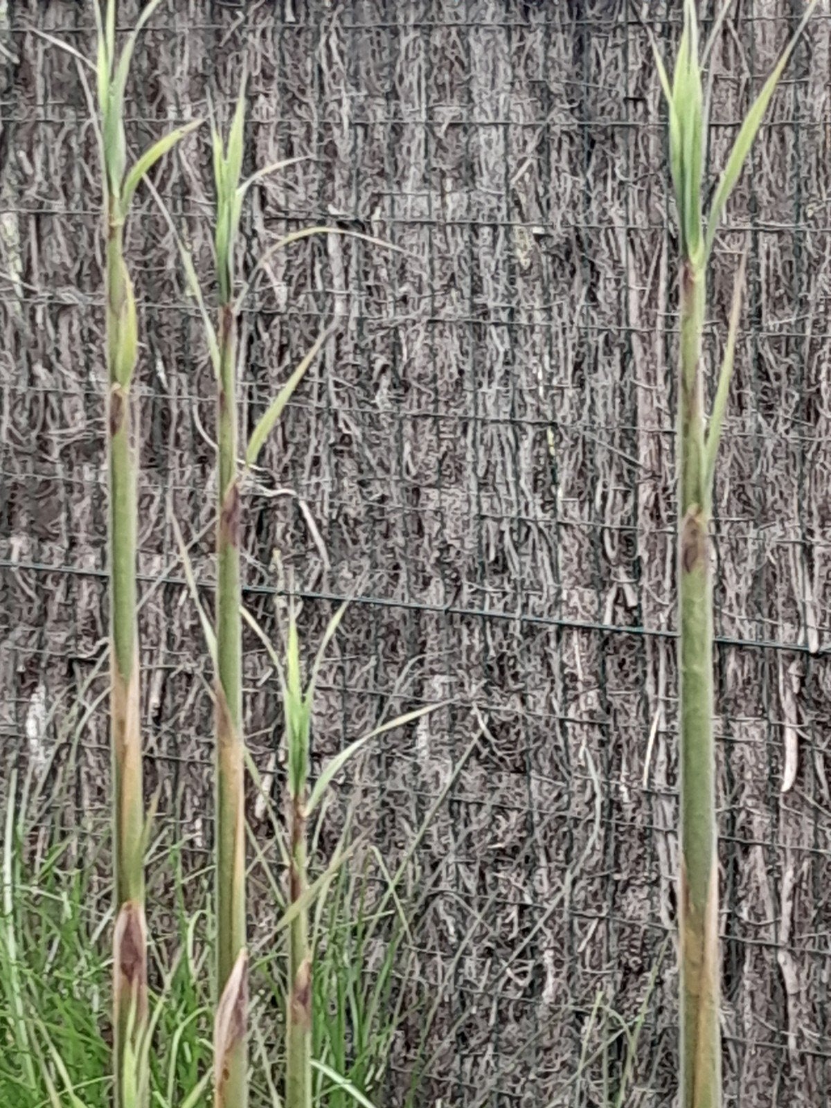 Gratis Bamboe, Jardin & Terrasse, Plantes | Jardin, Plante fixe, Autres espèces, Plein soleil, Ne fleurit pas, Enlèvement