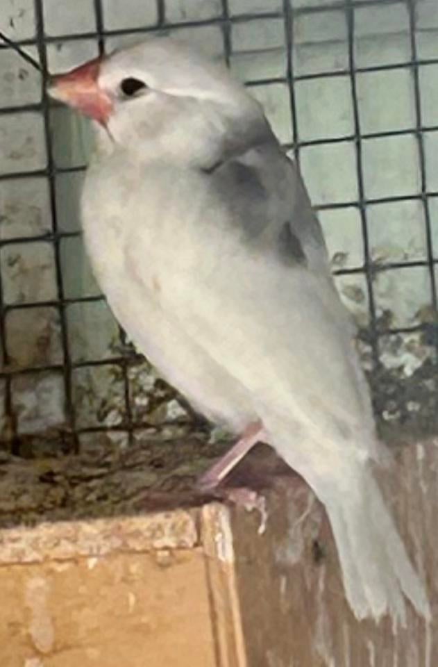 Padda rijstvogels, Geslacht onbekend