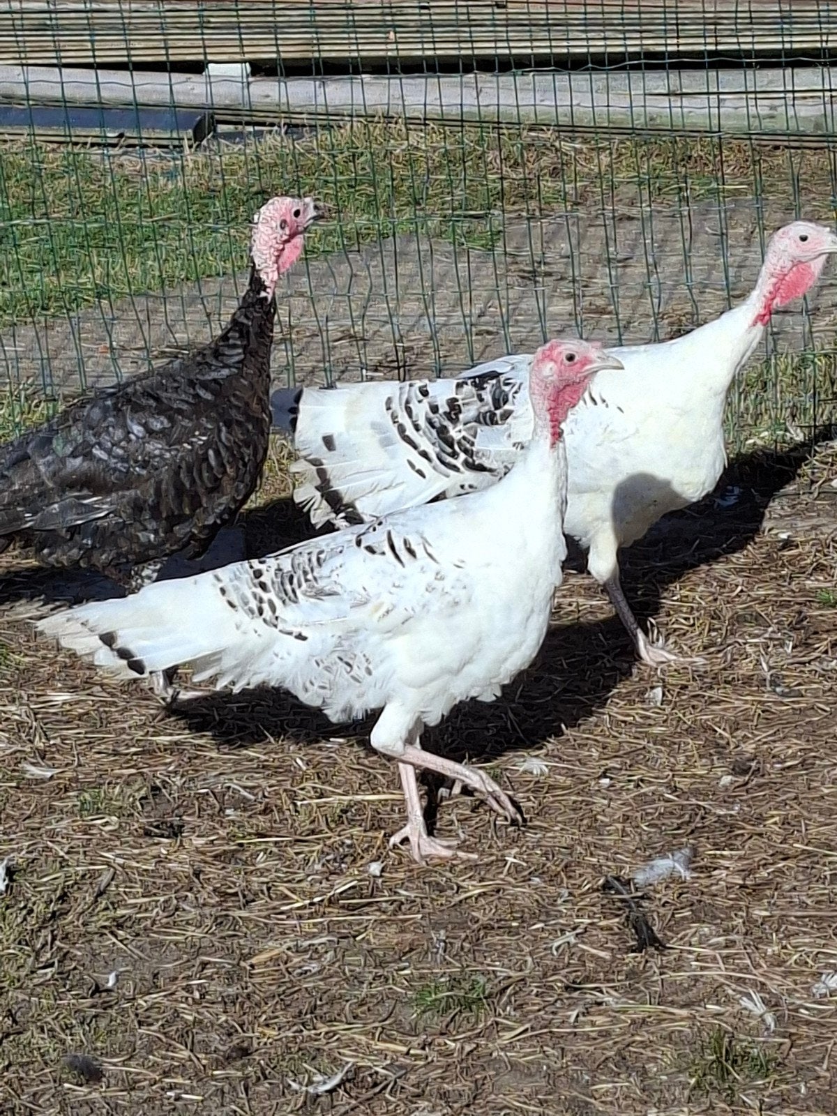 trio hermelijn ronquiere kalkoenen
