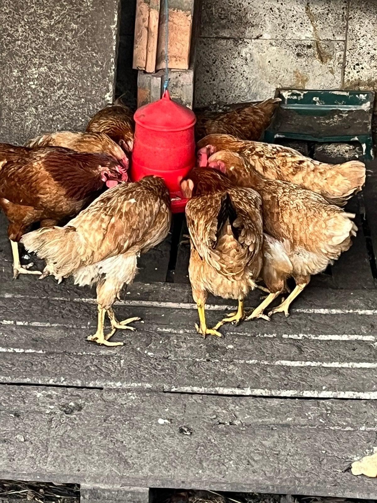 Legkippen, Femelle, Poule ou poulet