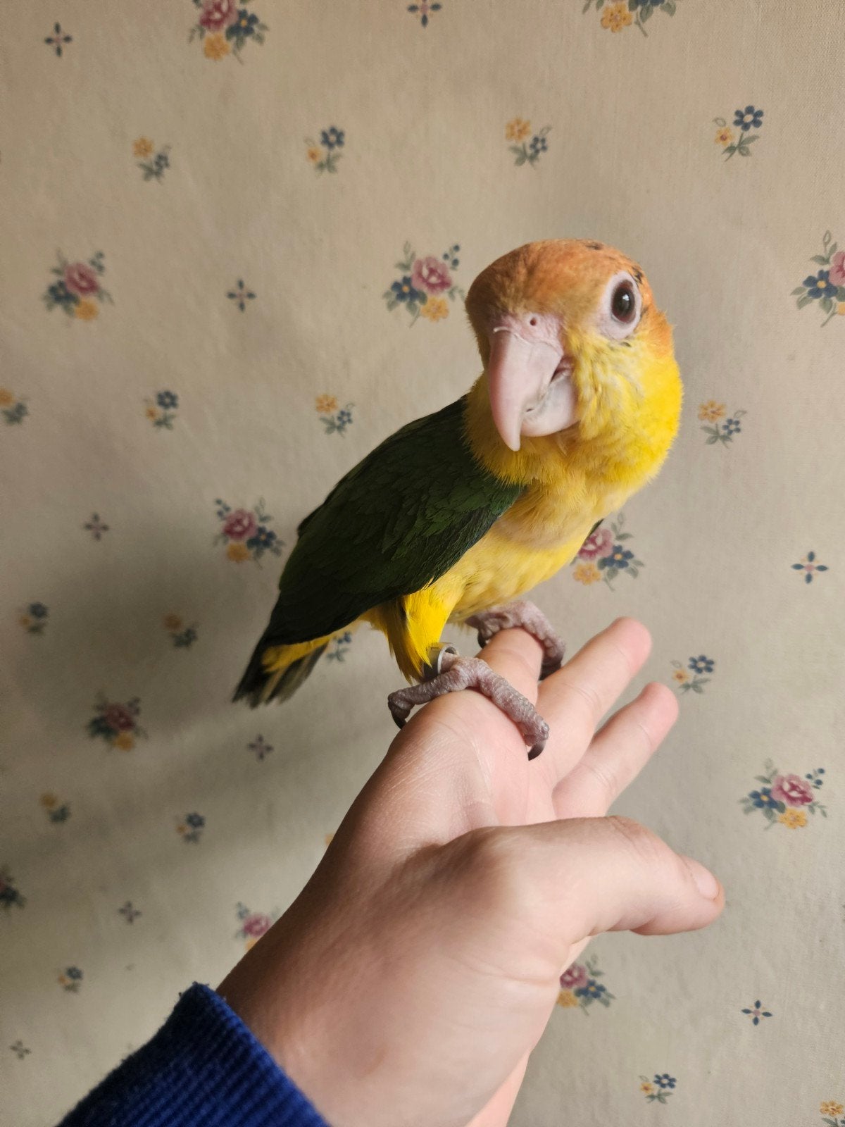 Handtamme roestkopcaique, Vrouwelijk, Papegaai, Geringd