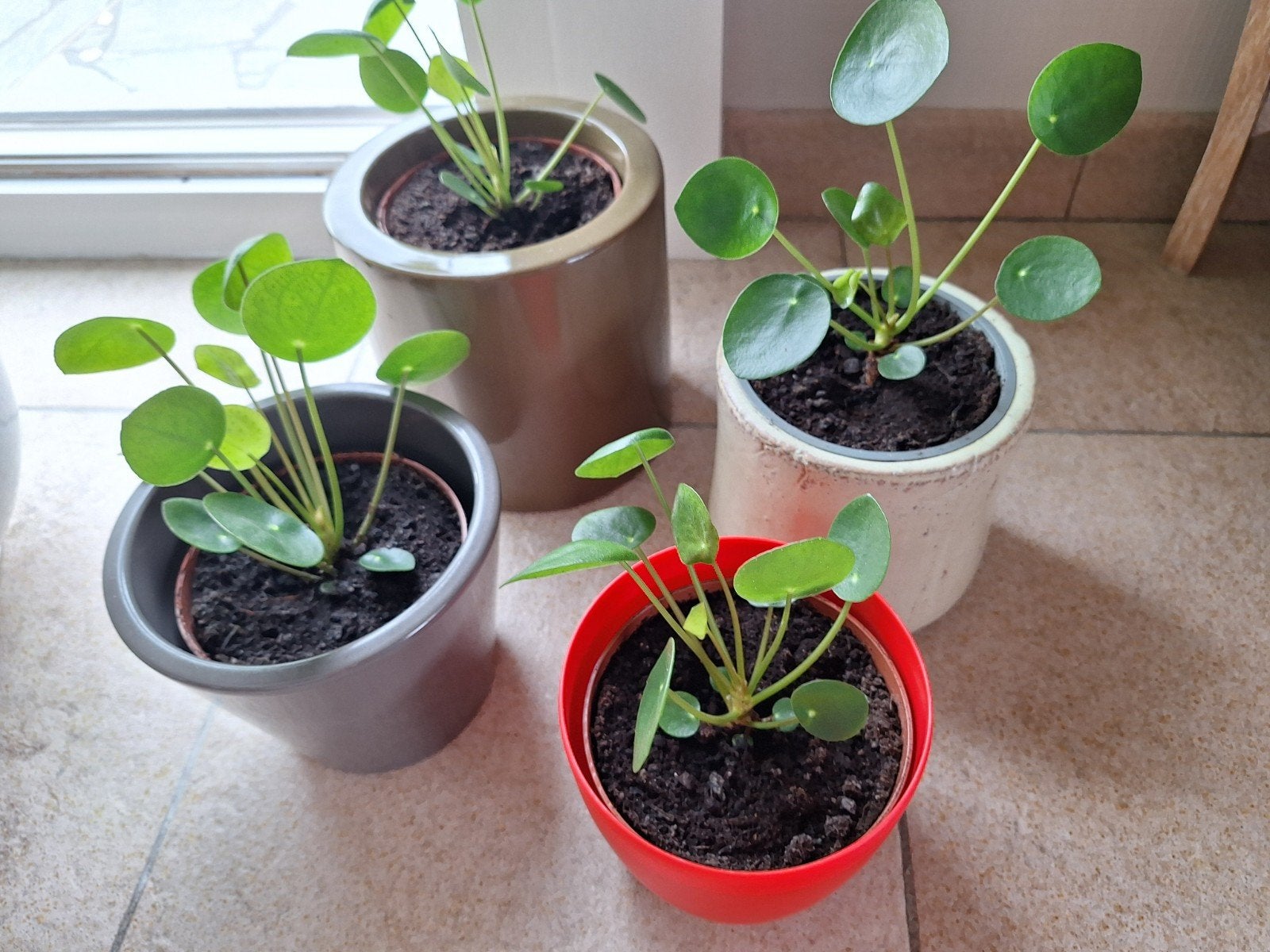 Pannenkoekplantjes, Huis en Inrichting, Ophalen