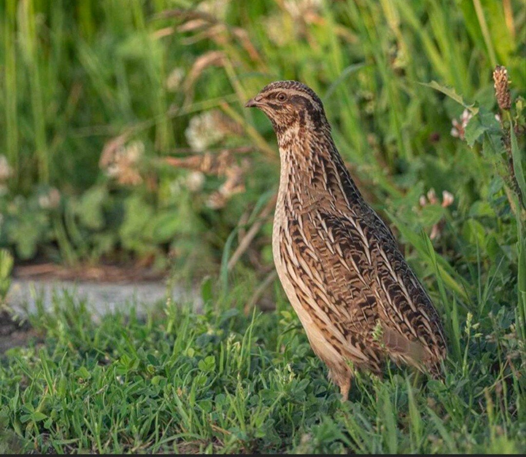 Europese kwartel, Plusieurs animaux