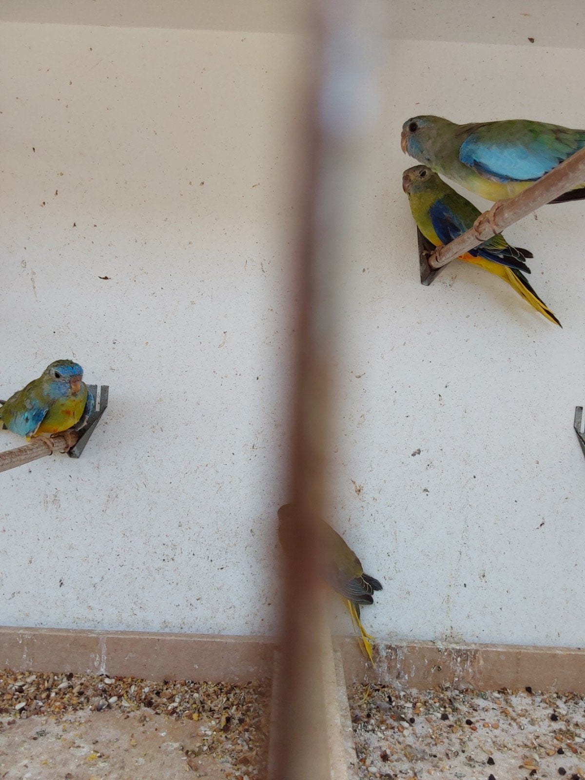 Perruches turquoises, splendides et Bourkes de 2026 à vendre