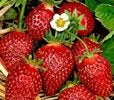 Aardbeiplanten eliane, Ophalen, Lente, Fruitplanten, Volle zon